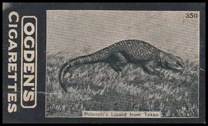 350 Poinsett's Lizard from Texas